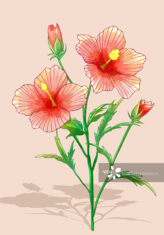 植物鲜花插画芙蓉玫瑰图片素材