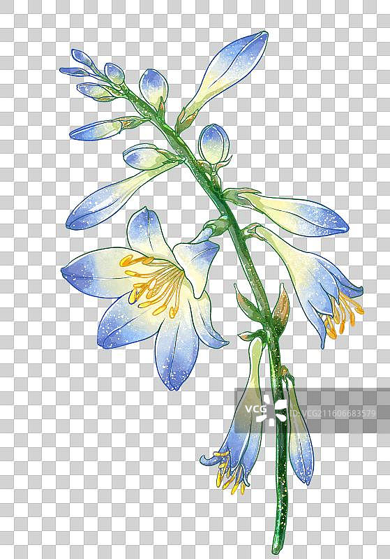 植物素材鲜花元素玉簪花图片素材