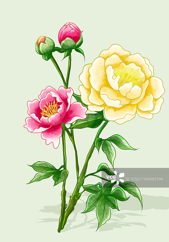 植物鲜花插画素材图片素材