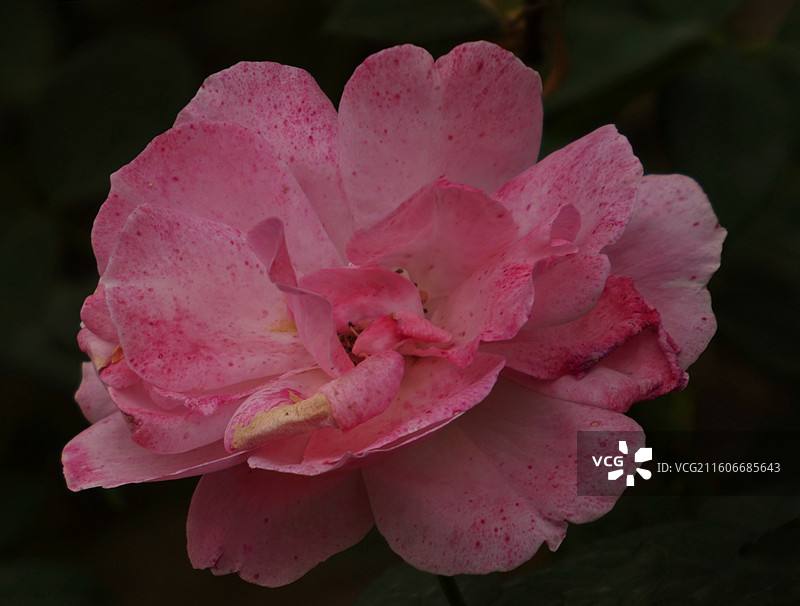 菊花隽雅凝霜，叠瓣如绣；月季艳而不骄，芳姿绰约。二者或清雅或秾丽，瓣瓣含香，相映成趣，尽显自然雕琢的图片素材