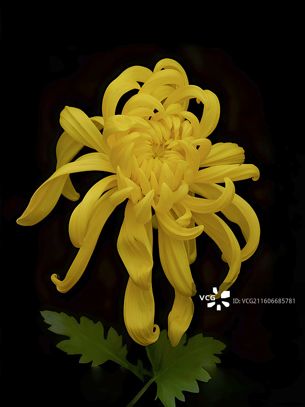 菊花隽雅凝霜，叠瓣如绣；月季艳而不骄，芳姿绰约。二者或清雅或秾丽，瓣瓣含香，相映成趣，尽显自然雕琢的图片素材