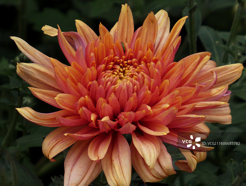 菊花隽雅凝霜，叠瓣如绣；月季艳而不骄，芳姿绰约。二者或清雅或秾丽，瓣瓣含香，相映成趣，尽显自然雕琢的图片素材