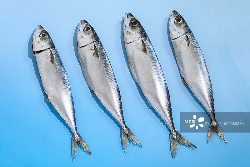 蓝色桌面上的新鲜食材海鲜鱼类海鱼图片素材