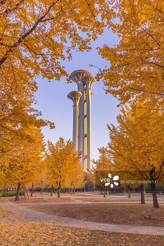 奥林匹克塔银杏图片素材