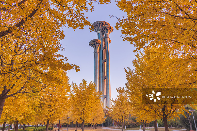 奥林匹克塔银杏图片素材