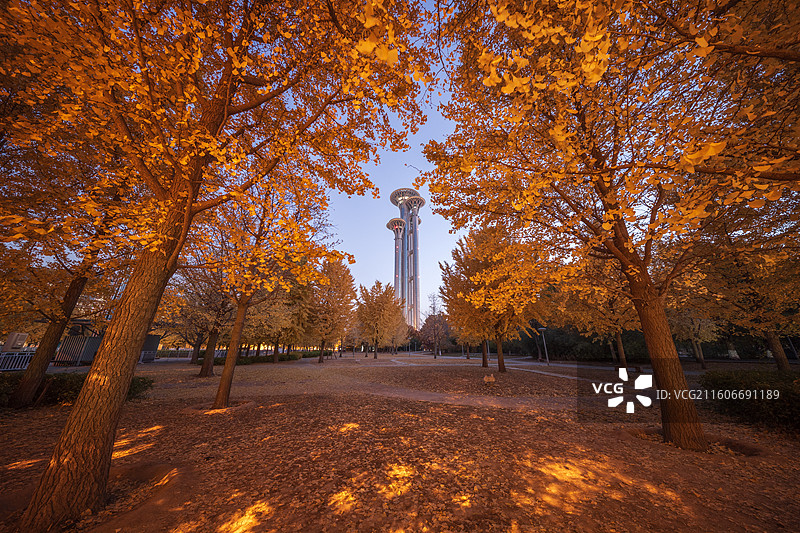 奥林匹克塔银杏图片素材