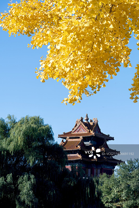 秋日上午故宫角楼和金黄色的银杏叶图片素材