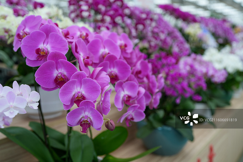 蝴蝶兰兰花图片素材