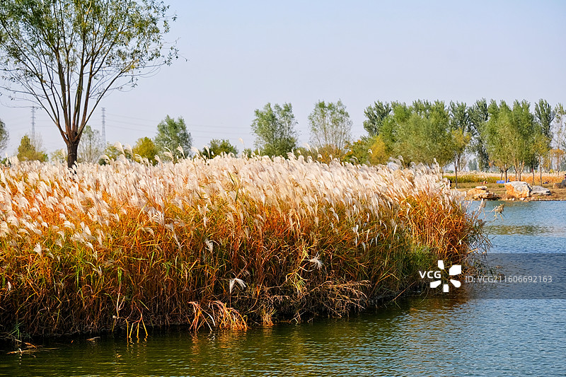 河边的狼尾巴草和狄花。芦苇。江河湖海秋天的景色图片素材