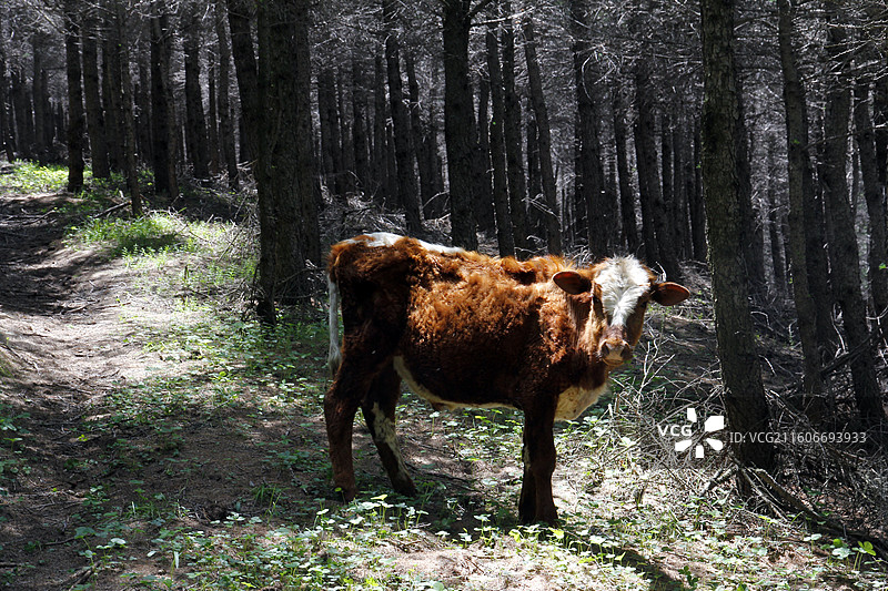 森林中站立的棕白相间小牛图片素材