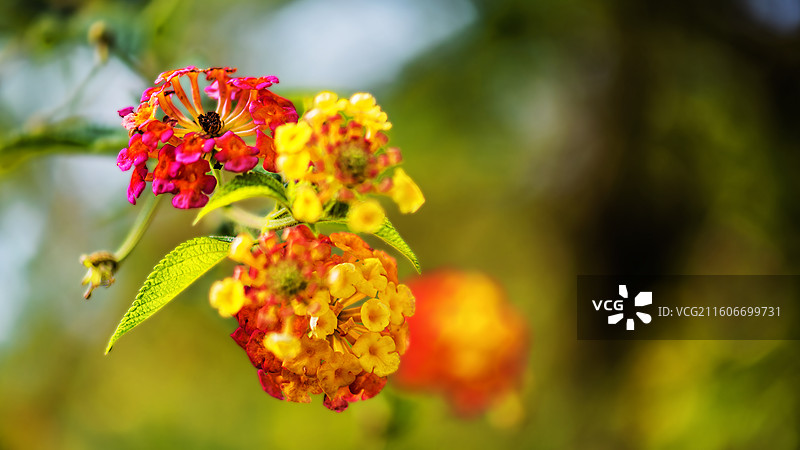 粉红色开花植物特写镜头图片素材