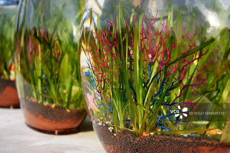 2025上海国际花展图片素材