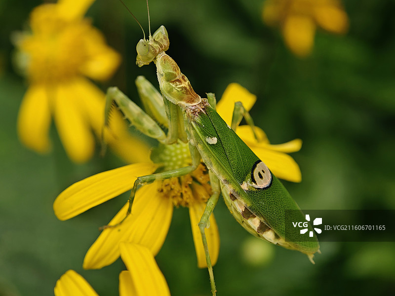 丽眼斑螳螂图片素材