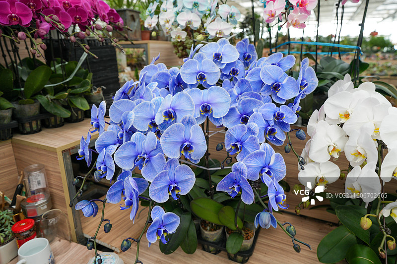 蝴蝶兰兰花图片素材