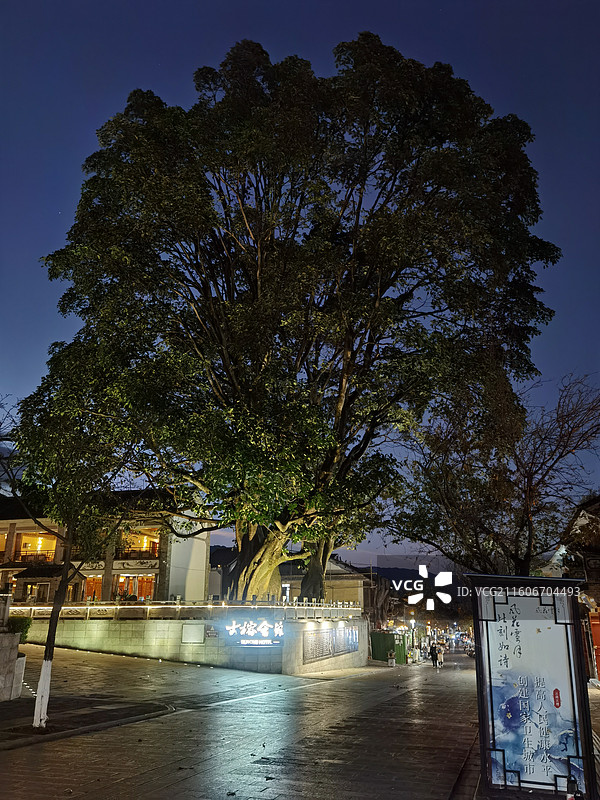 云南省大理州大理市大理古城夫妻树大榕树图片素材