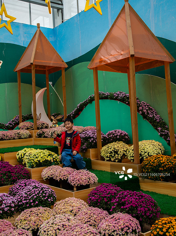 江苏省南京市江宁区湖熟菊花展图片素材