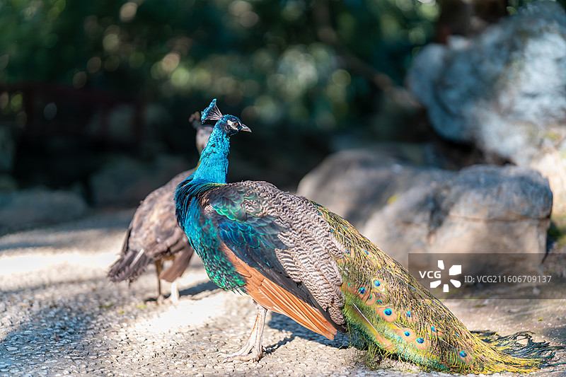 蓝孔雀图片素材