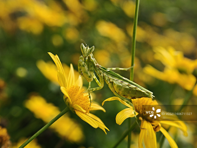 丽眼斑螳螂图片素材
