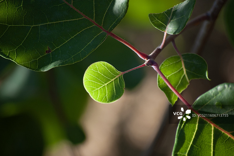 自然中翠绿叶片的特写图片素材