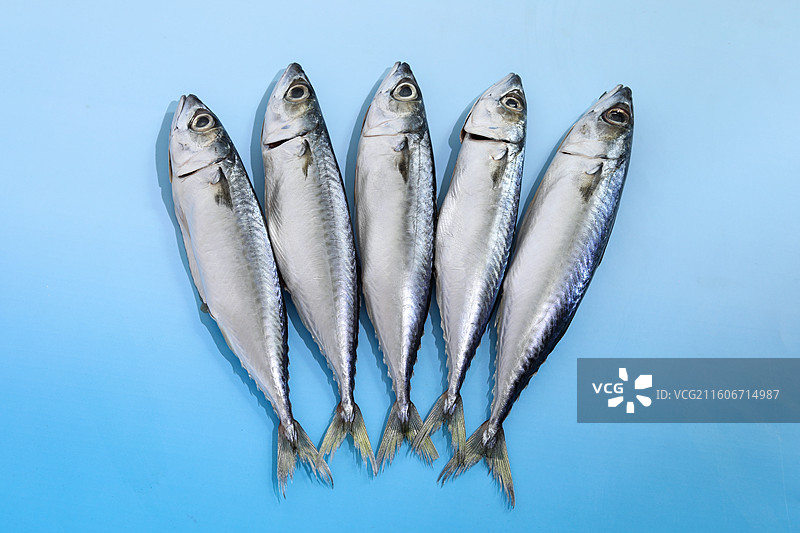 蓝色桌面上的新鲜食材海鲜鱼类海鱼图片素材