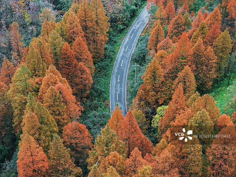 都江堰赵公山秋日水杉森林公路航拍图片素材