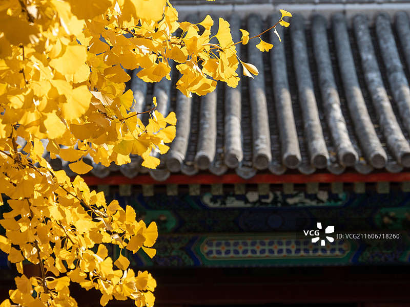 北京大钟寺博物馆的黄叶与古建图片素材