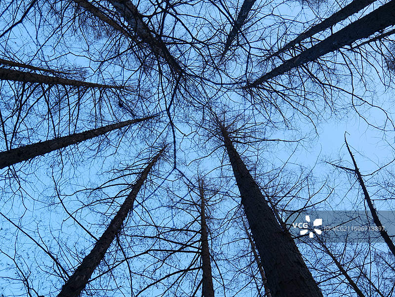 北京雪后香山到植物园徒步图片素材