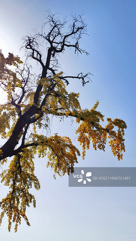 慧济寺千年银杏生命之歌图片素材
