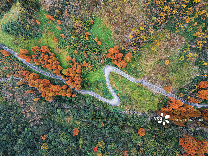都江堰赵公山秋日水杉森林公路航拍图片素材