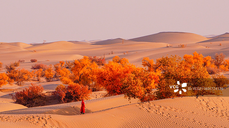 晴空下的胡杨林沙漠风景-580沙漠公路图片素材