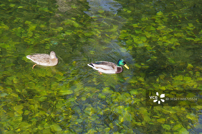 北海公园 野鸭和鸳鸯 北京2025图片素材