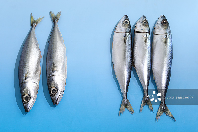 蓝色桌面上的新鲜食材海鲜鱼类海鱼图片素材