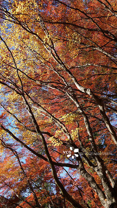 日本爱知县丰田市香岚溪红叶图片素材