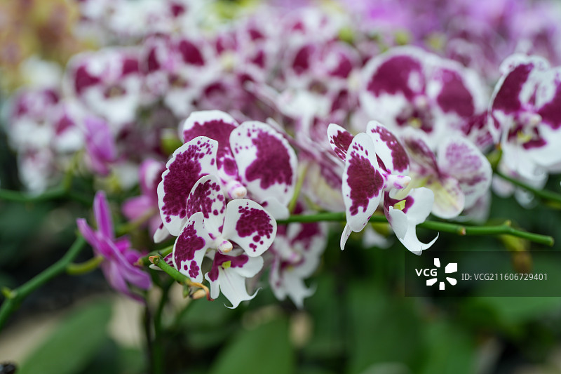 蝴蝶兰兰花图片素材