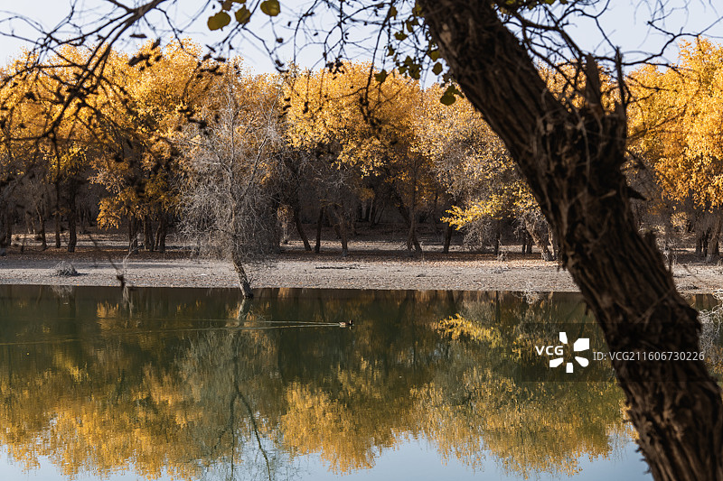 叶尔羌河胡杨和野鸭图片素材