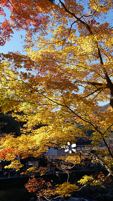 日本爱知县丰田市香岚溪红叶图片素材