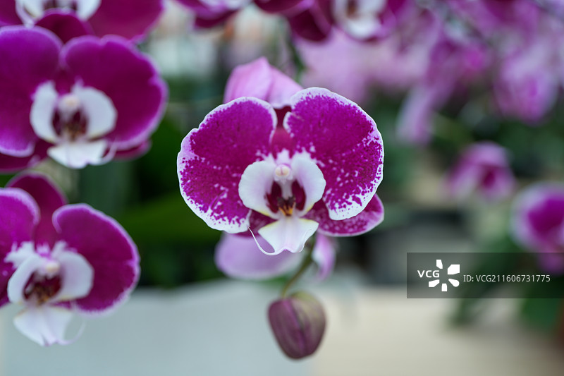 蝴蝶兰兰花图片素材