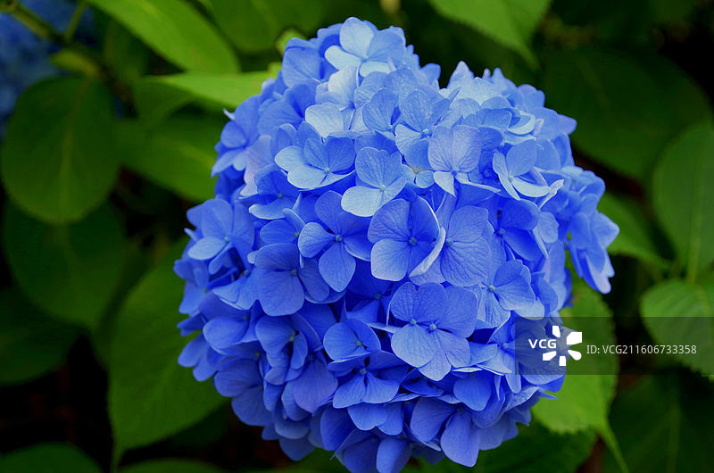 蓝色绣球花、自然摄影、花卉摄影、花朵特写、盛开花卉图片素材
