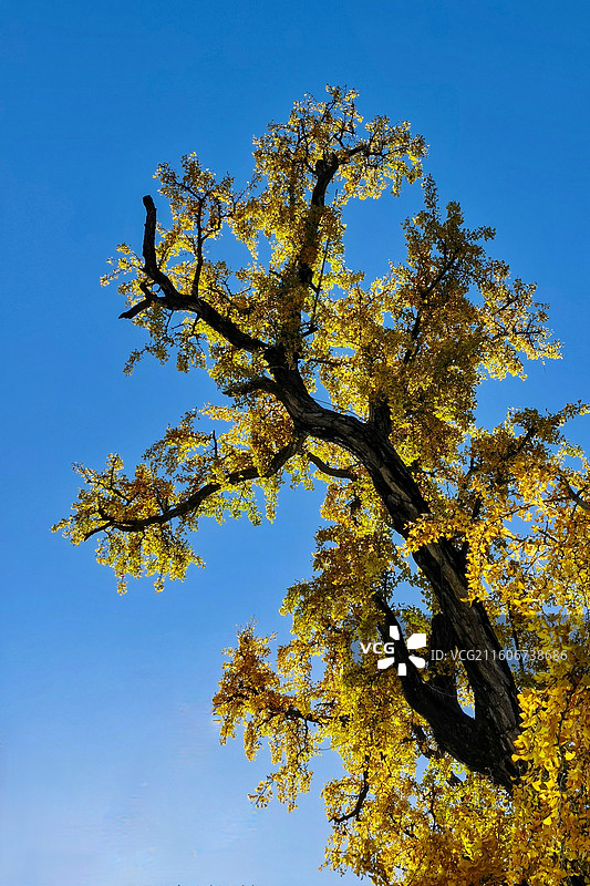 南京慧济寺千年古银杏树一枝图片素材
