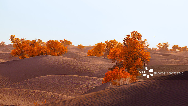 晴空下的胡杨林沙漠风景-580沙漠公路图片素材