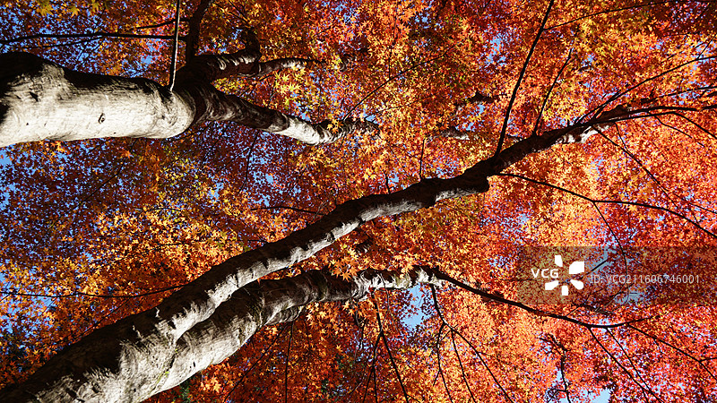 日本爱知县丰田市香岚溪红叶图片素材