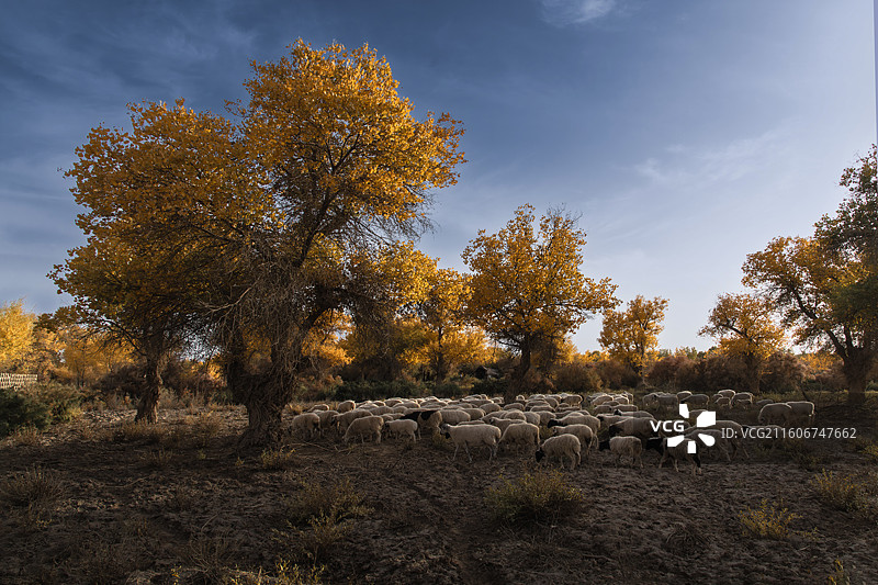 南疆水胡杨秋色图片素材