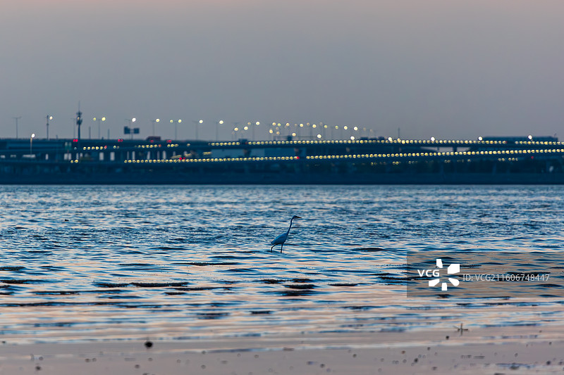 在海面上捕食的海鸥图片素材