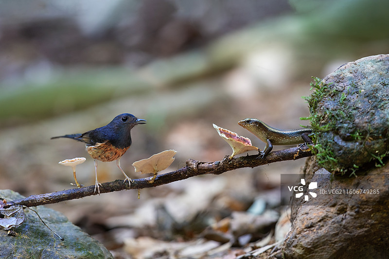 《狭路相逢》图片素材