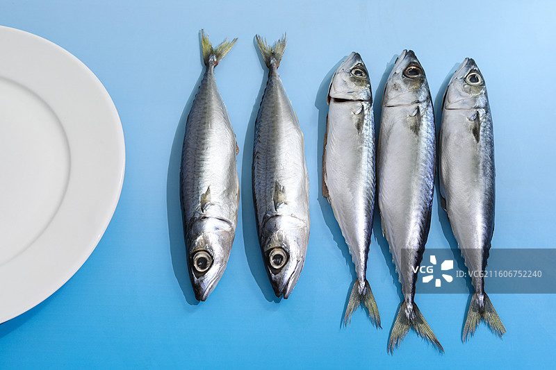 蓝色桌面上的新鲜食材海鲜鱼类海鱼图片素材