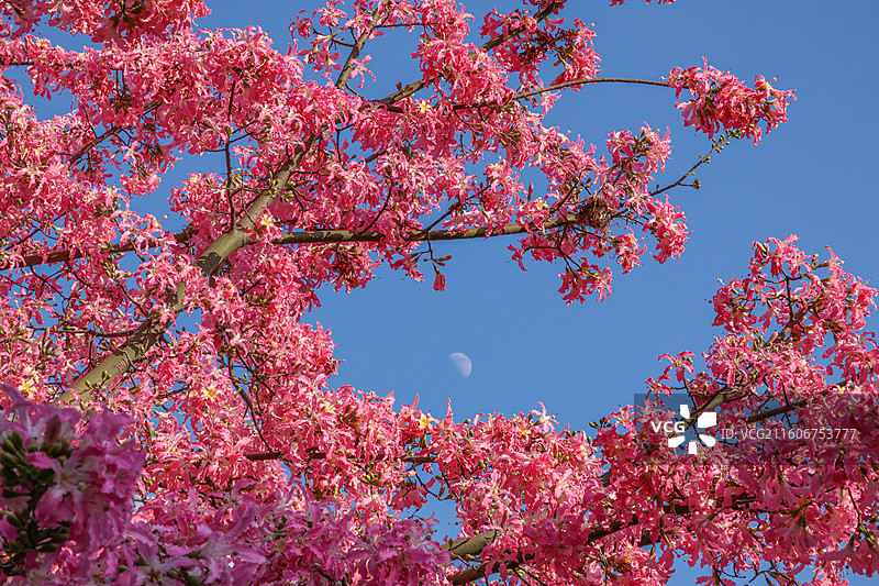 佛山石湾公园盛开的粉色异木棉和月亮的合影图片素材