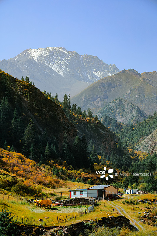 祁连山国家公园田园牧歌图片素材