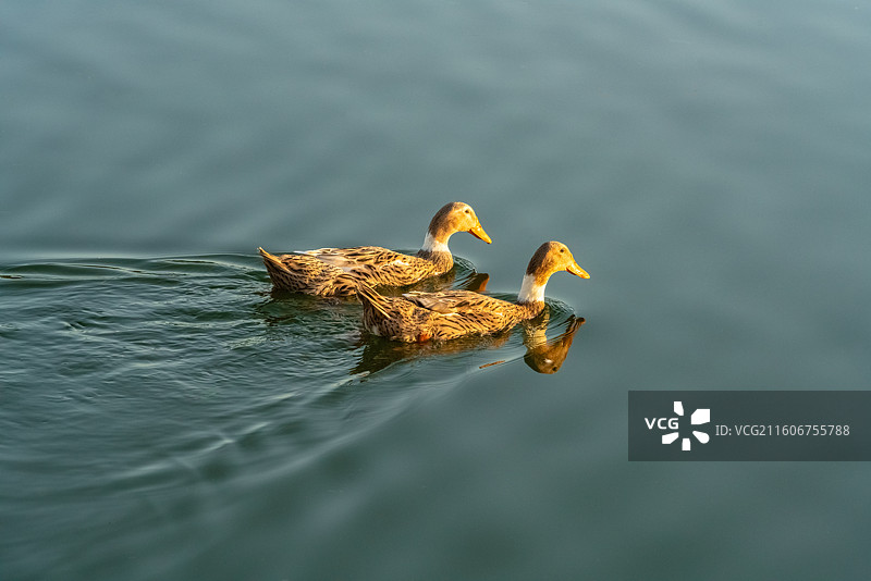 乡村池塘里散养的鸭子图片素材