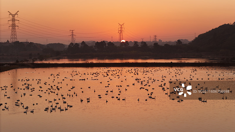 晨曦中天鹅息栖的家园（武穴一秀家庭农场）图片素材