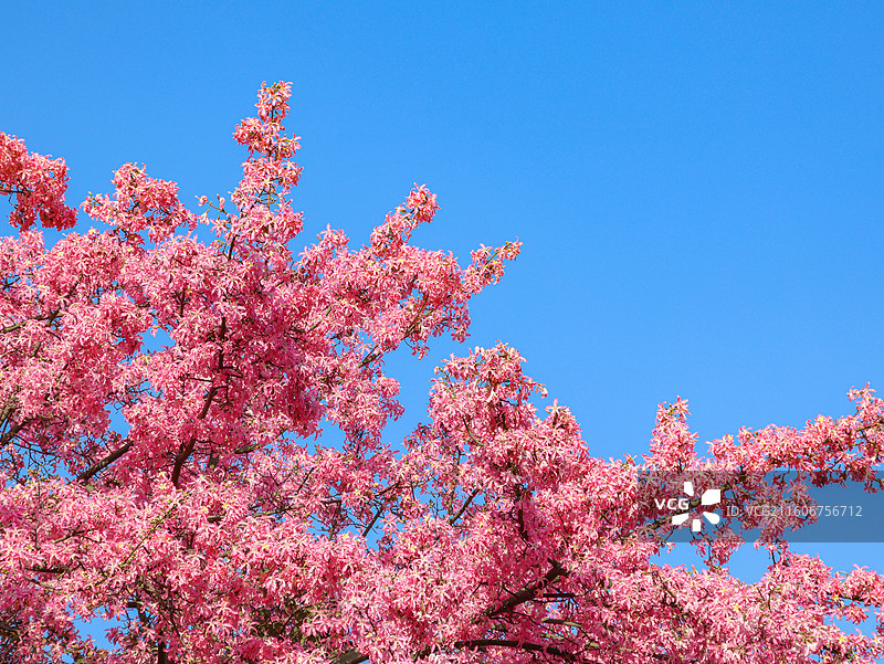 佛山石湾公园粉色异木棉盛开图片素材